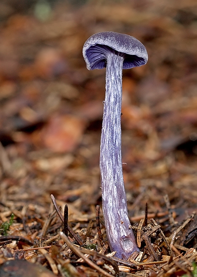 lakovka ametystová Laccaria amethystina (Huds.) Cooke