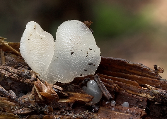 pajelenka želatínová Pseudohydnum gelatinosum (Scop.) P. Karst.