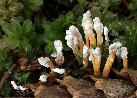 Paecilomyces sp.