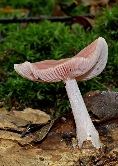 prilbička ružovkastá Mycena rosea Gramberg