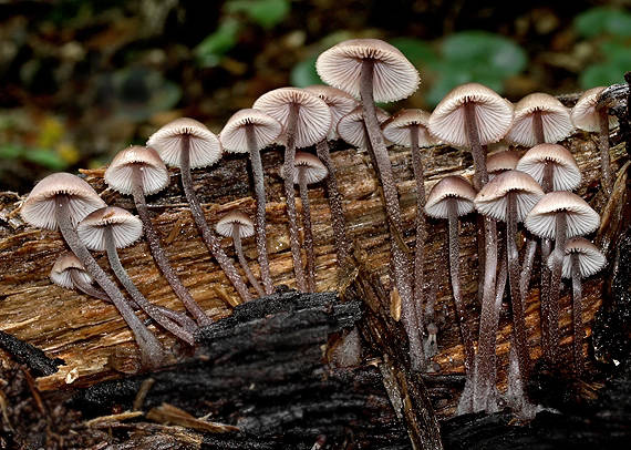 prilbička krvavomliečna Mycena haematopus (Pers.) P. Kumm.