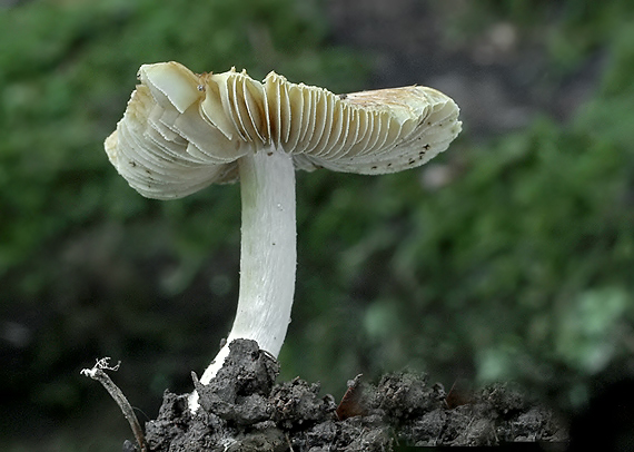 vláknica Inocybe sp.