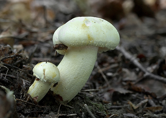 šťavnačka slonovinová? Hygrophorus eburneus?