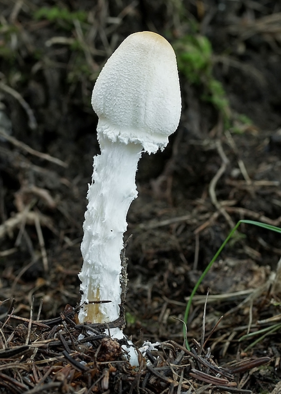 bedlička vlnatá Lepiota clypeolaria (Bull.) P. Kumm.