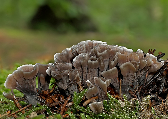 plesňovka smradľavá Thelephora palmata (Scop.) Fr.