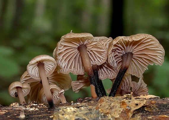 špička smradľavá Gymnopus foetidus (Sowerby) J.L. Mata & R.H. Petersen