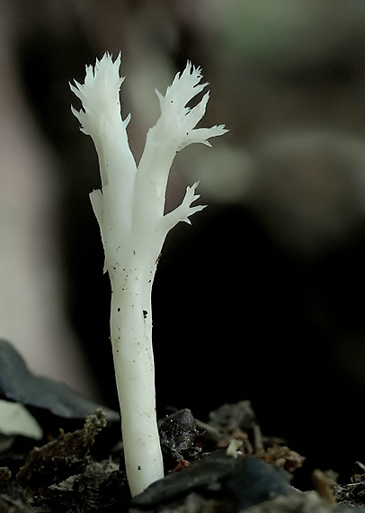 konárovka hrebenitá Clavulina coralloides (L.) J. Schröt.