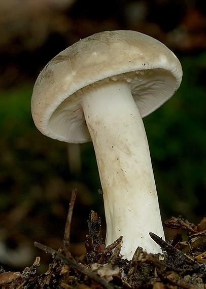 rýdzik Lactarius sp.