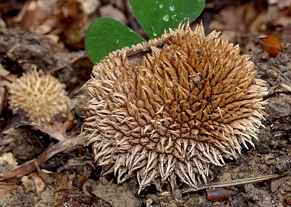 prášnica pichliačová Lycoperdon echinatum Pers.