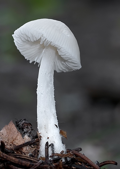 prilbička ? Mycena sp.