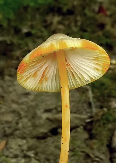 prilbička šafranová Mycena crocata (Schrad.) P. Kumm.