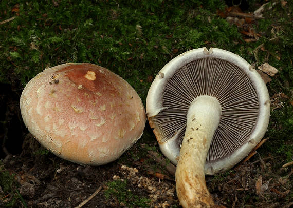 strapcovka tehlovočervená Hypholoma lateritium (Schaeff.) P. Kumm.