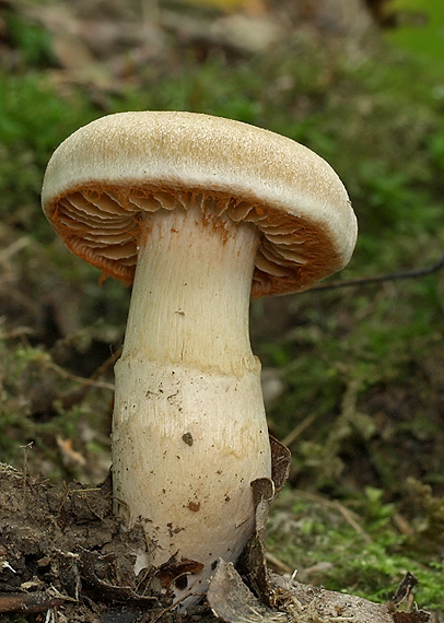 pavučinovec Cortinarius sp.