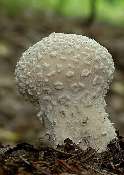 prášnica závojová Lycoperdon mammiforme Pers.