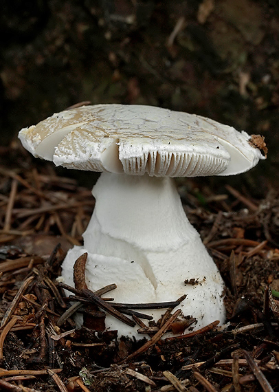 muchotrávka Amanita sp.