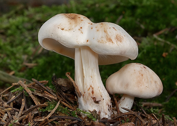 peniazovka škvrnitá Rhodocollybia maculata (Alb. & Schwein.) Singer