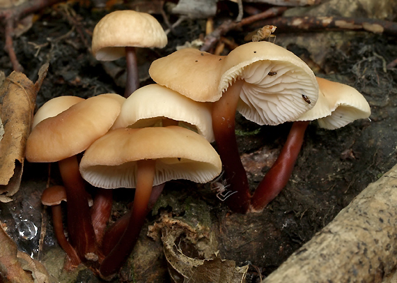 peniazovka červenohlúbiková Gymnopus erythropus (Pers.) Antonín, Halling & Noordel.