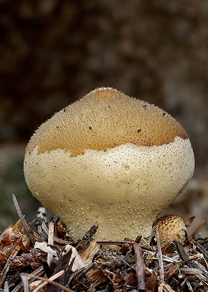 prášnica žltohnedá ? Lycoperdon lividum Pers.