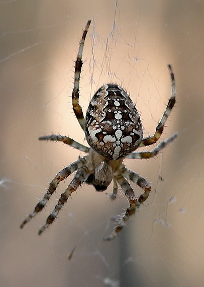 križiak Araneus diadematus