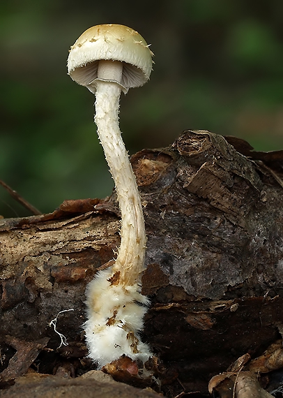 golierovka šupinkatá Leratiomyces squamosus var. squamosus (Pers.) Bridge & Spooner