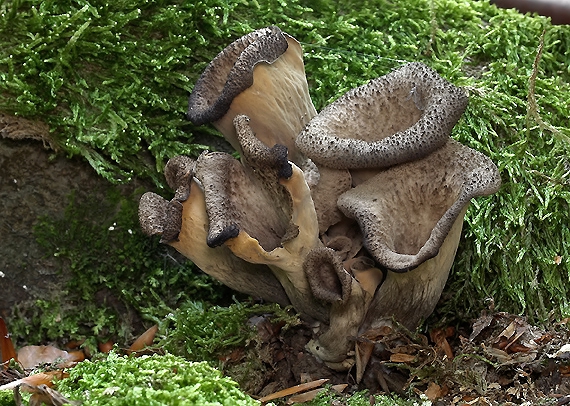 lievik trúbkovitý Craterellus cornucopioides (L.) Pers.