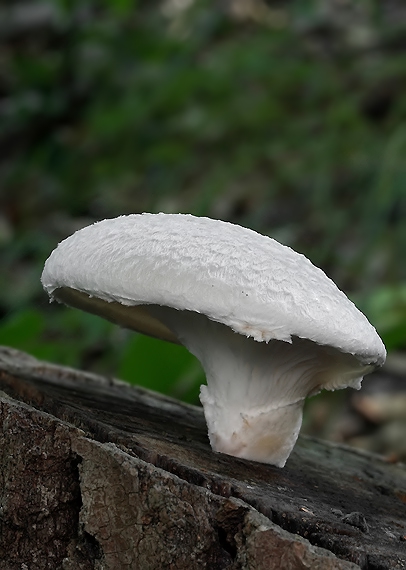 hliva dubová Pleurotus dryinus (Pers.) P. Kumm.