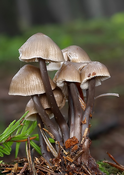 prilbička Mycena sp.