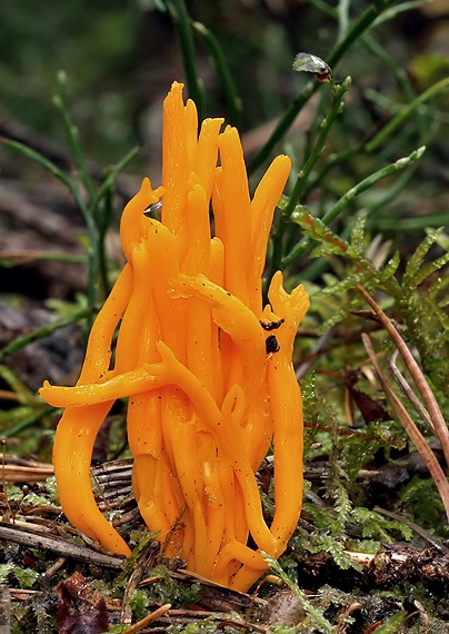 parôžkovec lepkavý Calocera viscosa (Pers.) Fr.