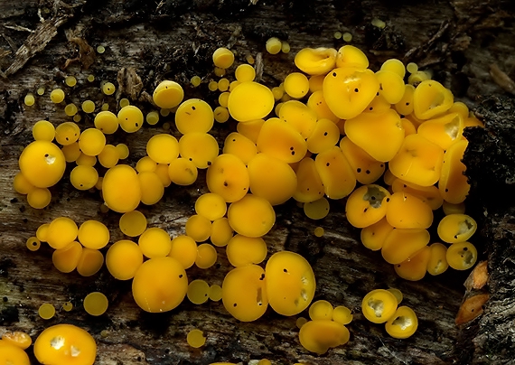 okrasník žltý Calycina citrina (Hedw.) Gray