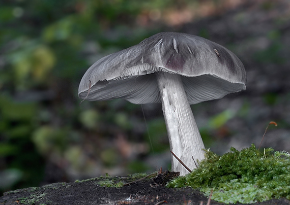 štítovka Pluteus sp.