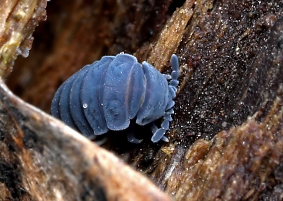 chvostoskok obrovský Tetrodontophora bielanensis