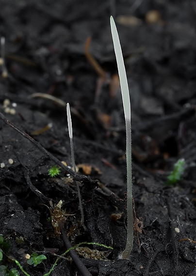 piestovka vysoká Typhula phacorrhiza (Reichard) Fr.