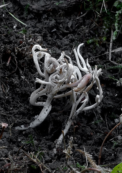 konárovka vráskavá mnohotvárná Clavulina rugosa var. alcyonaria