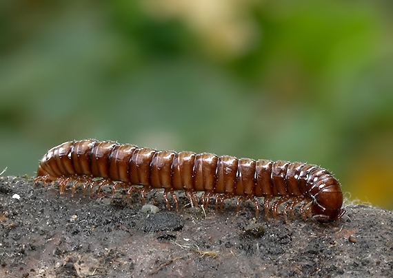 mnohonôžka Diplopoda sp.