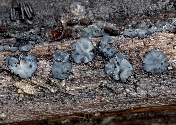 tapézia tmavá Tapesia fusca (Pers.) Fuckel