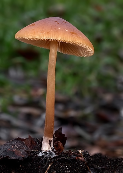 drobuľka tupá Psathyrella obtusata (Pers.) A.H. Sm.