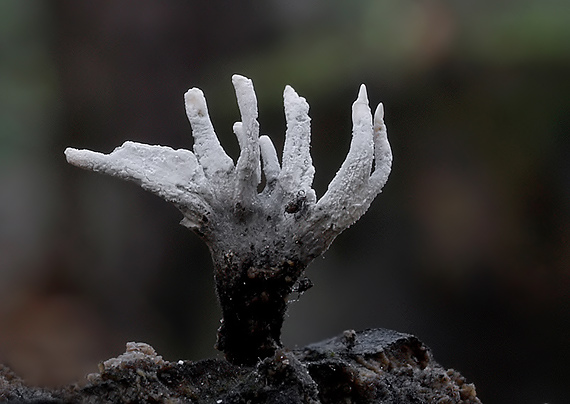 drevnatec parohatý Xylaria hypoxylon (L.) Grev.