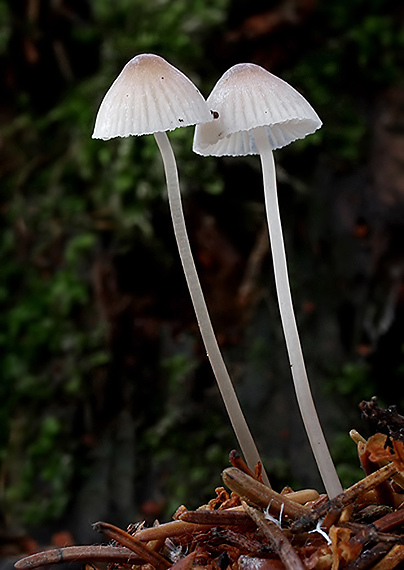 prilbička Mycena sp.