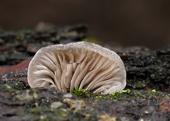 lastúrka Hohenbuehelia cyphelliformis (Berk.) O.K. Mill.