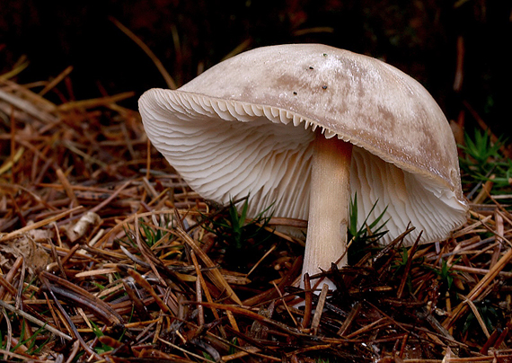 peniazovka maslová Rhodocollybia butyracea (Bull.) Lennox