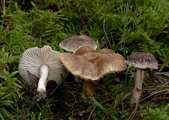 čírovka zemná Tricholoma terreum (Schaeff.) P. Kumm.