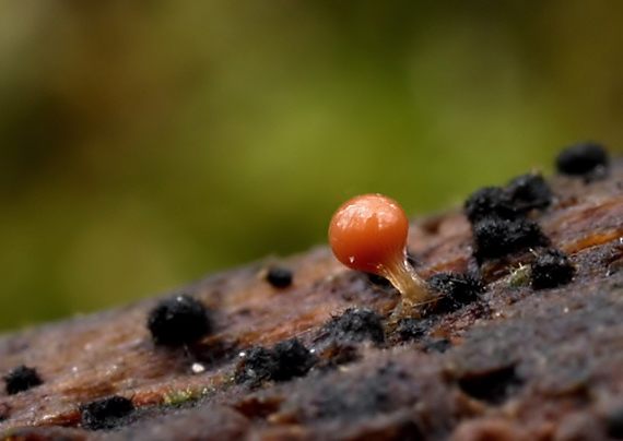 vlasnačka Trichia decipiens var. decipiens (Pers.) T. Macbr.