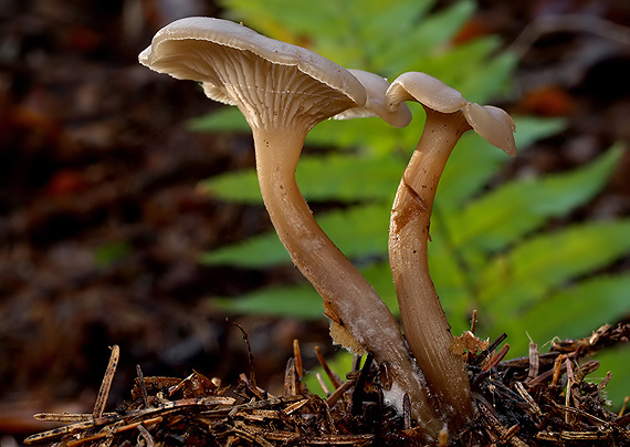 strmuľka bublinatá Clitocybe phaeophthalma (Pers.) Kuyper