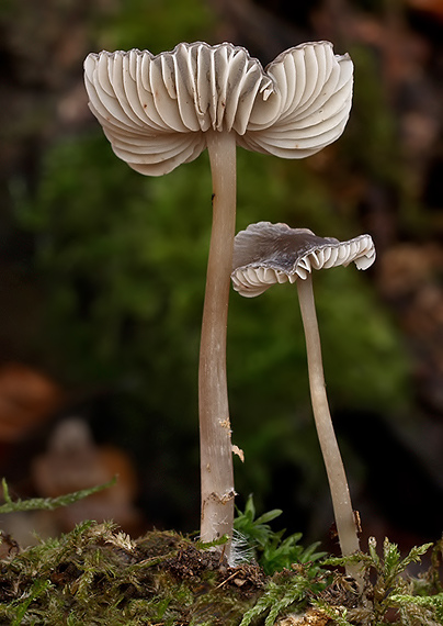 hodvábnica Entoloma sp.