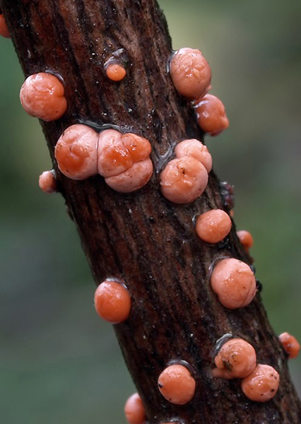 hlivka červená Nectria cinnabarina (Tode) Fr.