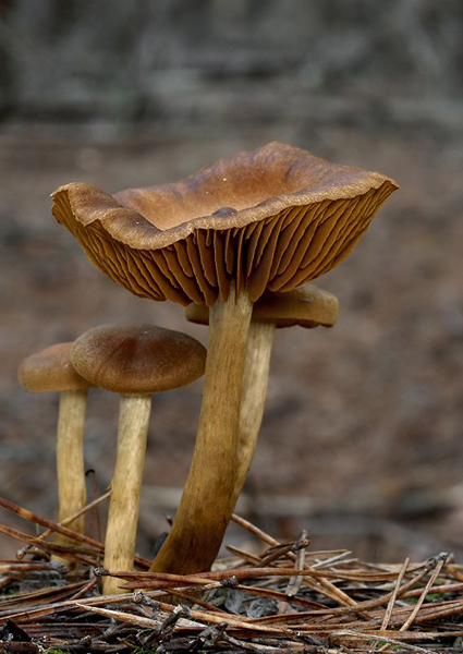 pavučinovec Cortinarius sp.