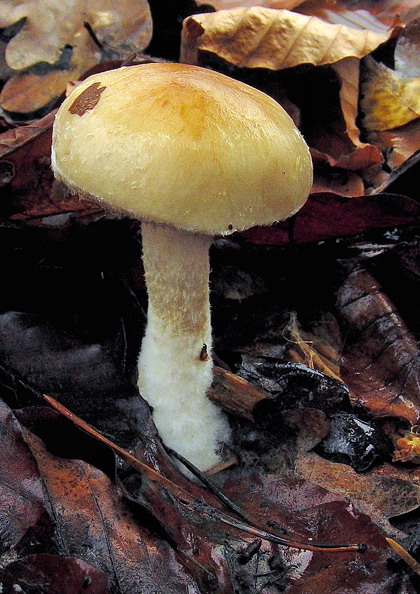 šupinovka hlinovookrová Pholiota lenta (Pers.) Singer