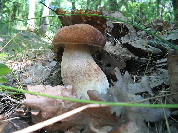 hríb dubový Boletus reticulatus Schaeff.