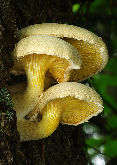 hliva dubová Pleurotus dryinus (Pers.) P. Kumm.