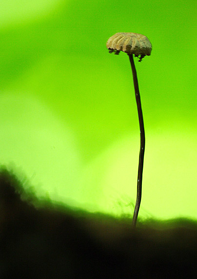 tanečnica Bulliardova Marasmius bulliardii Quél.